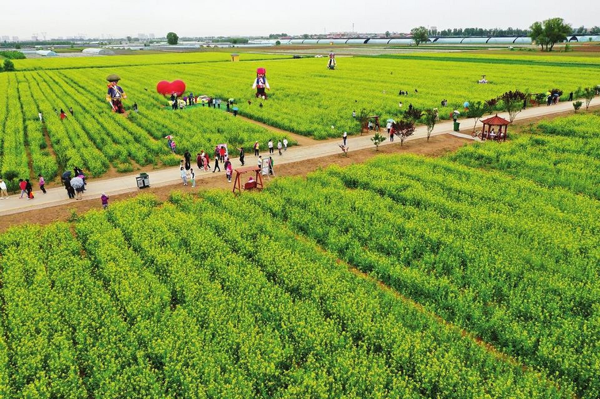 【畅游花海】  5月21日,清徐县徐沟镇西怀远村,人们正在油菜"花海"中