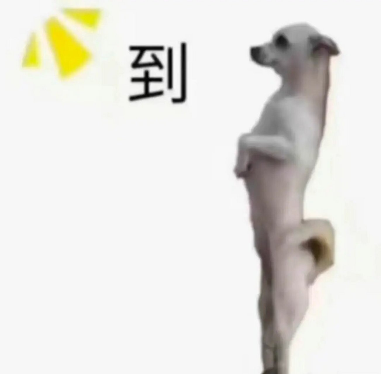 小狗趴下到表情包 礼貌拿图呦