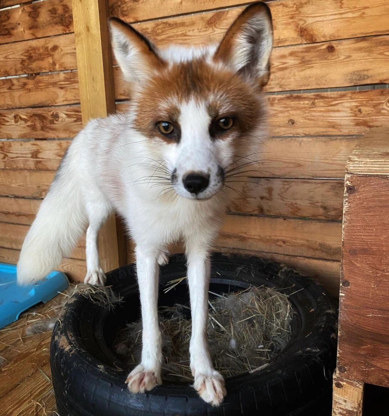 熊猫狐,又叫红大理石狐 red marble fox/红花熊猫狐/金大理石狐gold