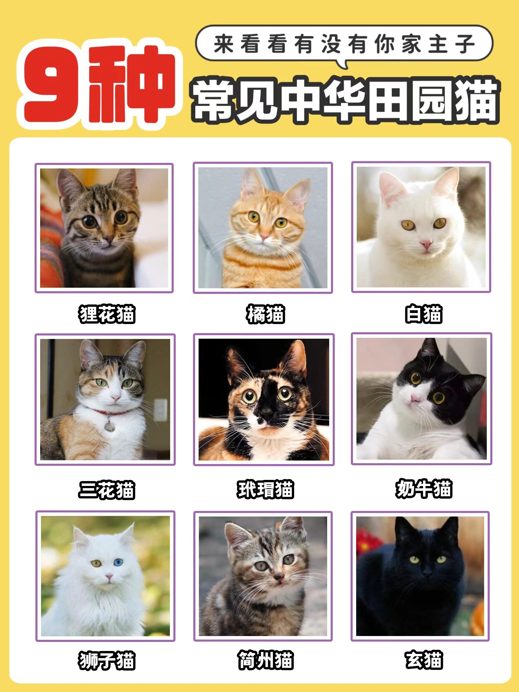 中国大型猫品种图片