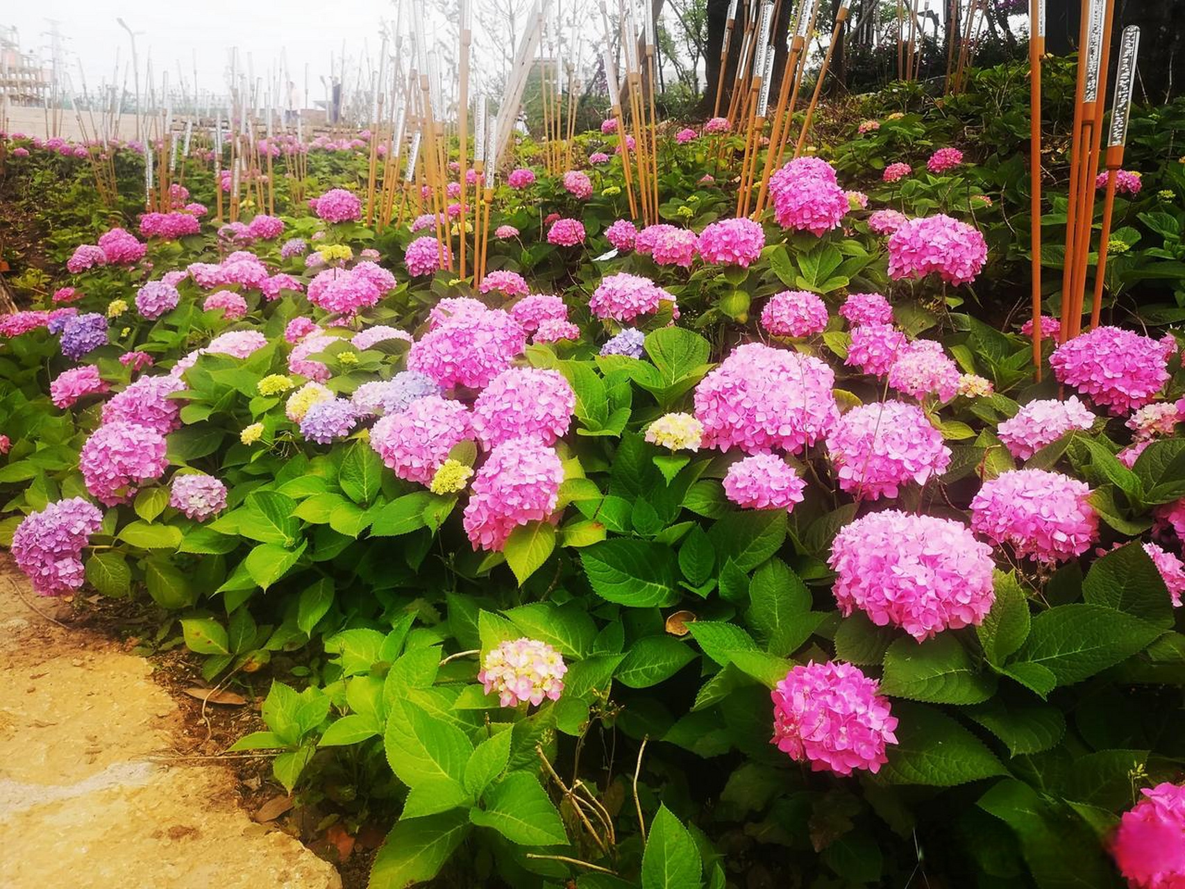 绣球,又名八仙花,紫阳花,玛哩花,草本绣球和洋绣球,为绣球科.