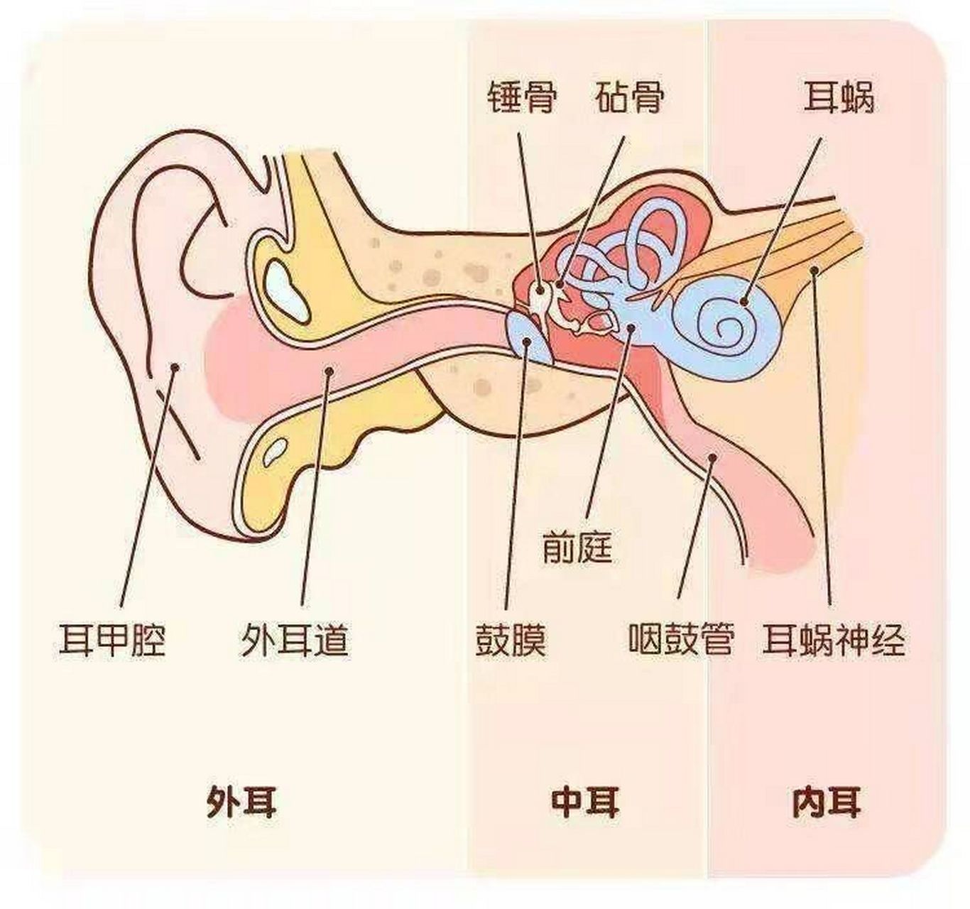 耳朵结构图