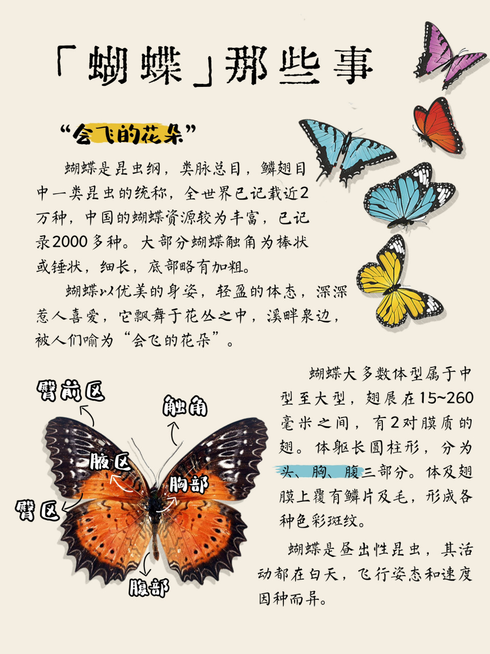 【动物科普·蝴蝶】这些科普你知道吗❓ 因为优美的身姿,轻盈的体态