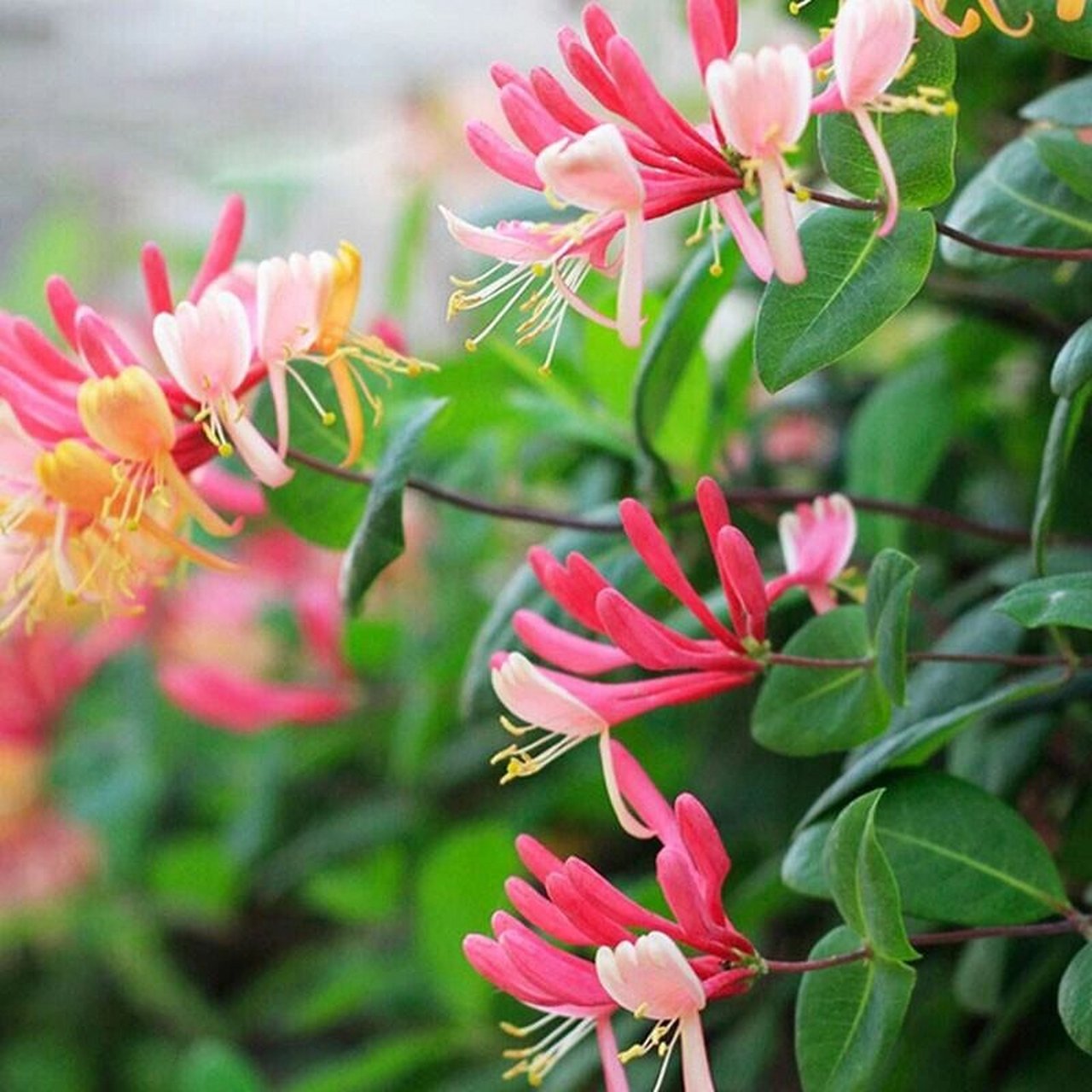 三色金银花,可以种在栏杆旁,长成一面大花墙,也可以盆栽,打造成小