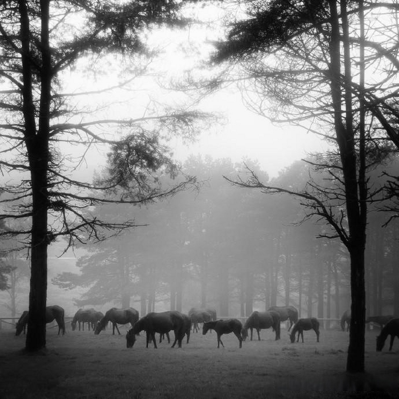 【黑白风光摄影作品】 摄影师:ana olga