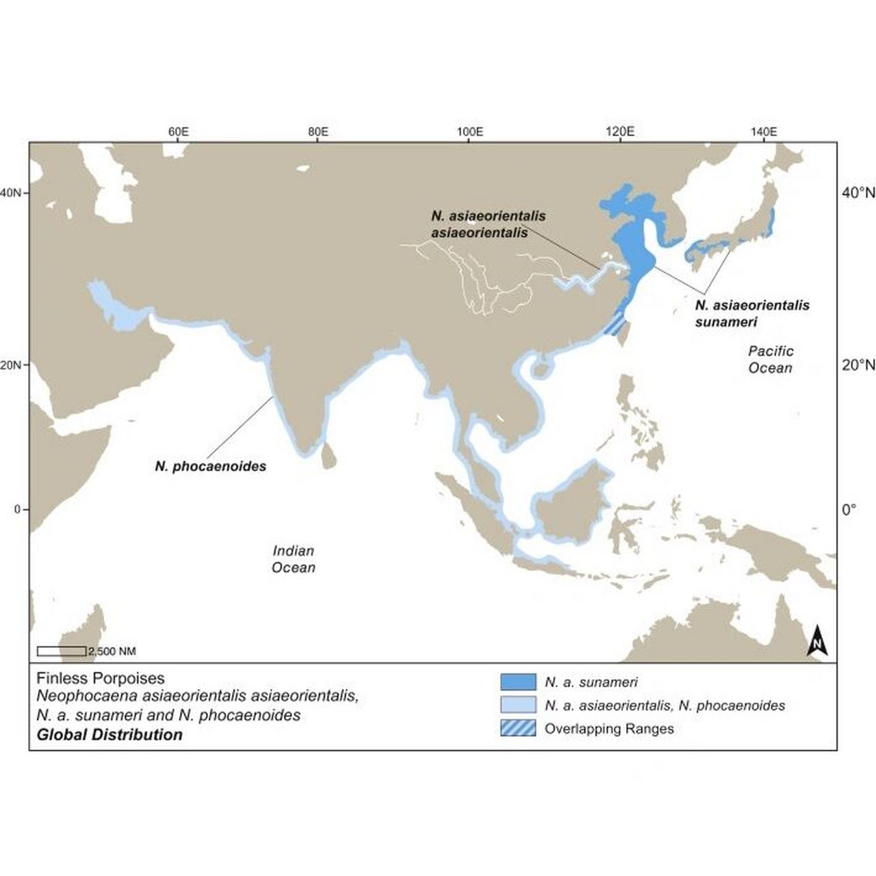 porpoise 鼠海豚 phocoenidae 鼠海豚科,有3个属.