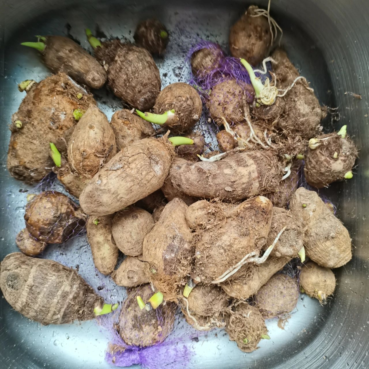 求助,芋头发芽后还能吃吗?