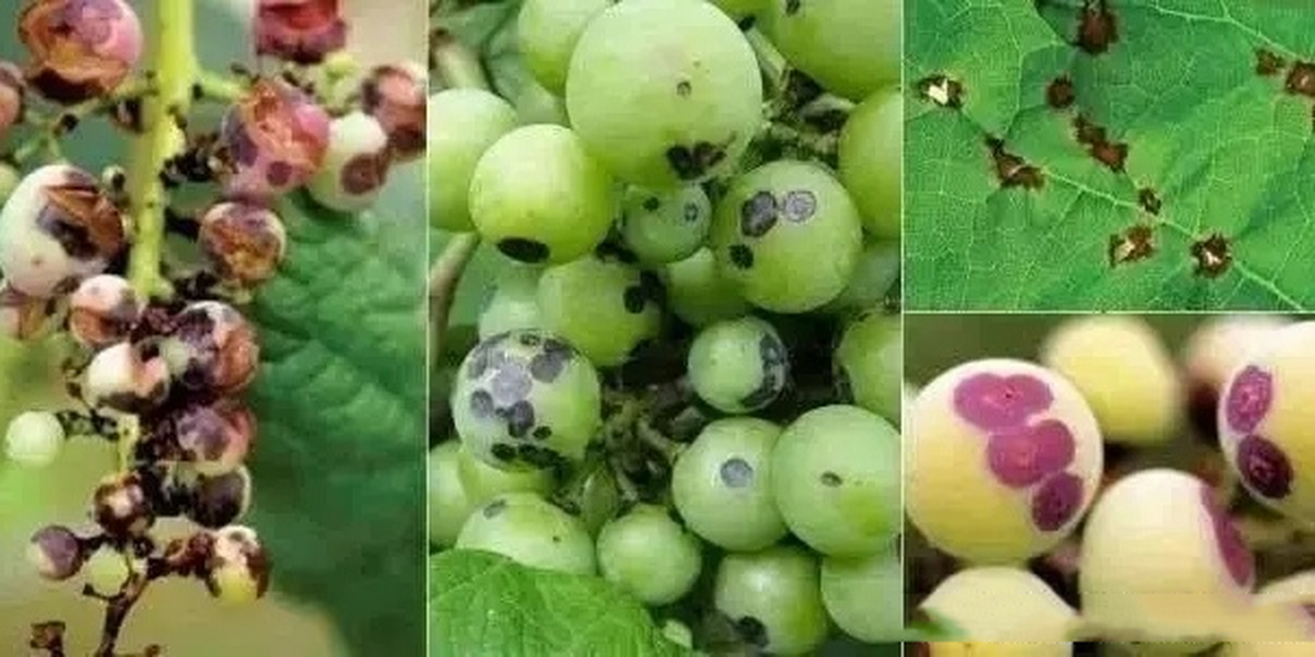 葡萄黑痘病 ,葡萄黑痘病又叫疮痂病 主要危害葡萄的绿色幼嫩部分热 