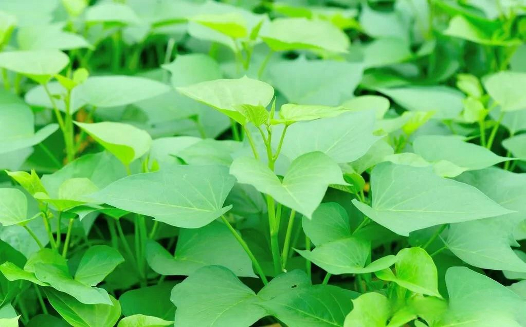红薯叶也称地瓜叶,是红薯生长过程中的茎部的叶子   红薯叶是一种在
