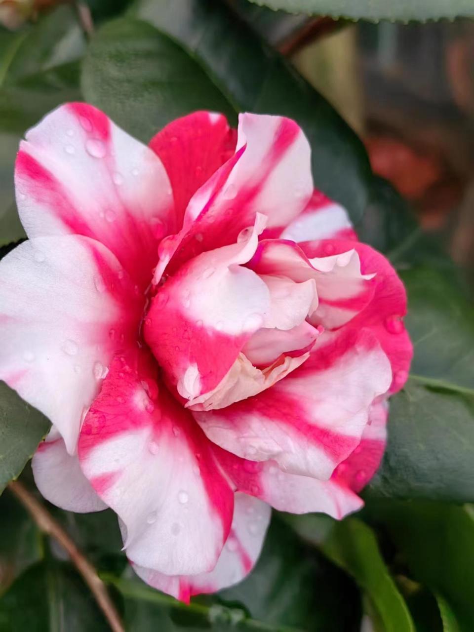 客来邸茶花.