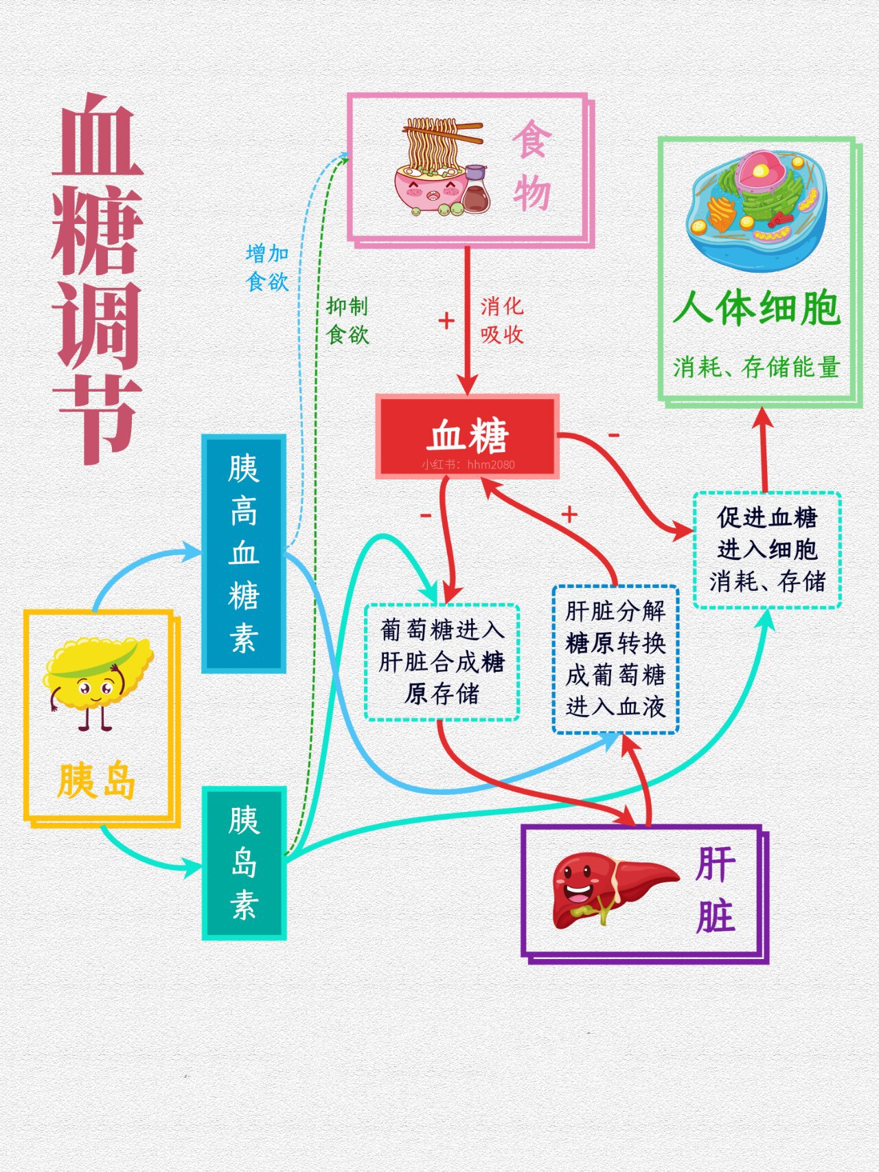 血糖调节图示图片