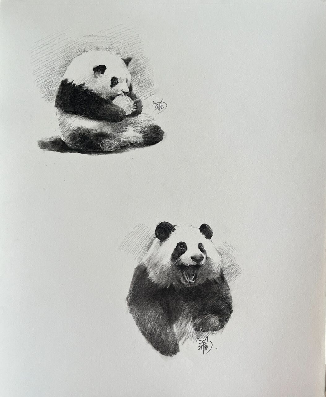 大熊猫花花 速写步骤图分享 和花吃果果