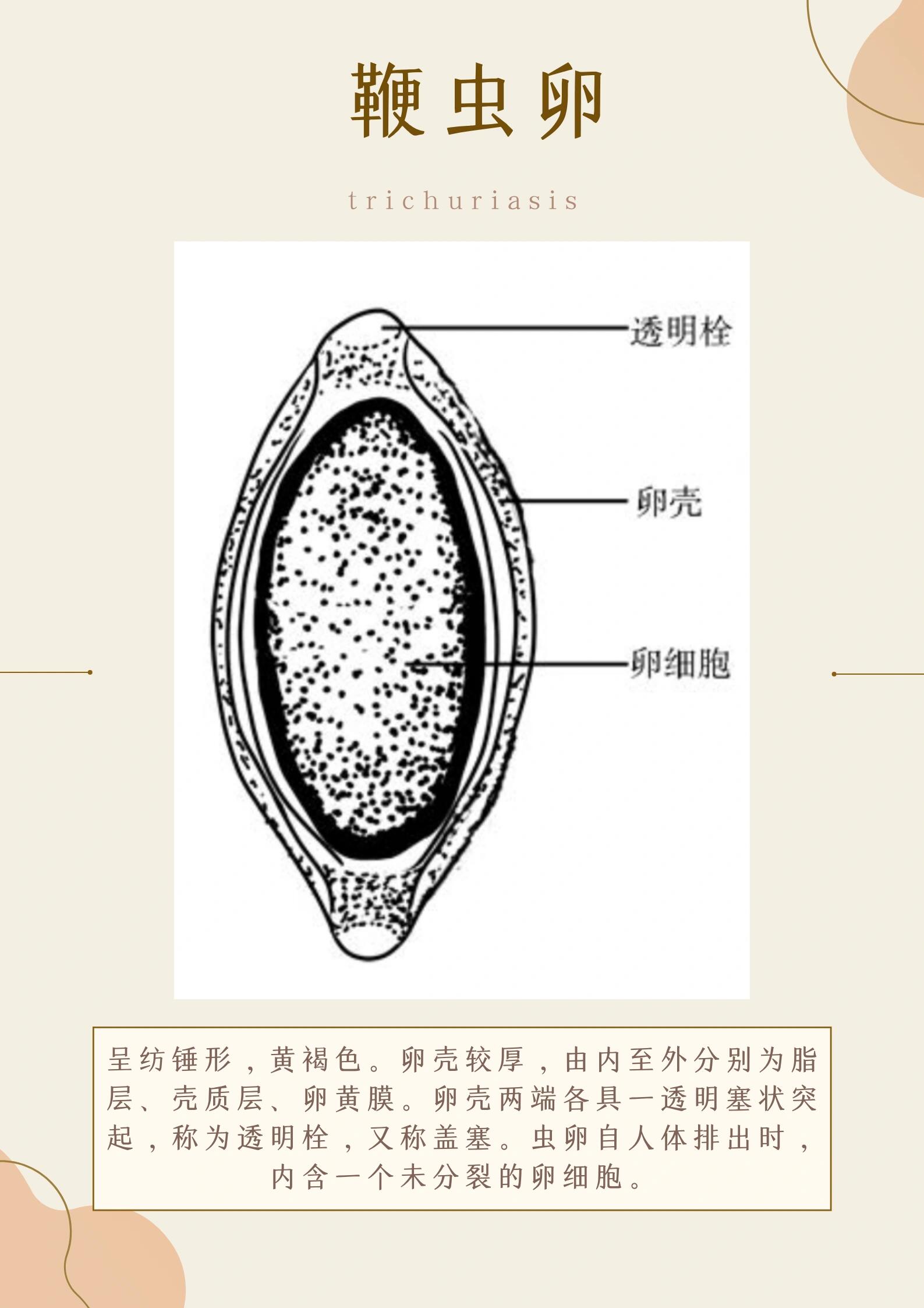 寄生虫形态学习(2)-鞭虫卵