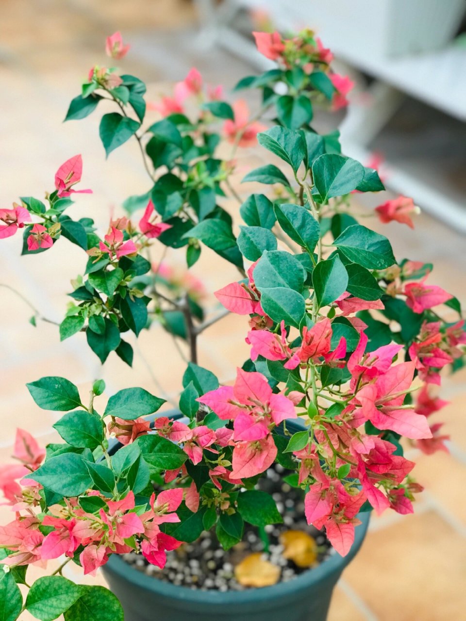 布里扎三角梅 一个很特别的名字,花儿也很漂亮