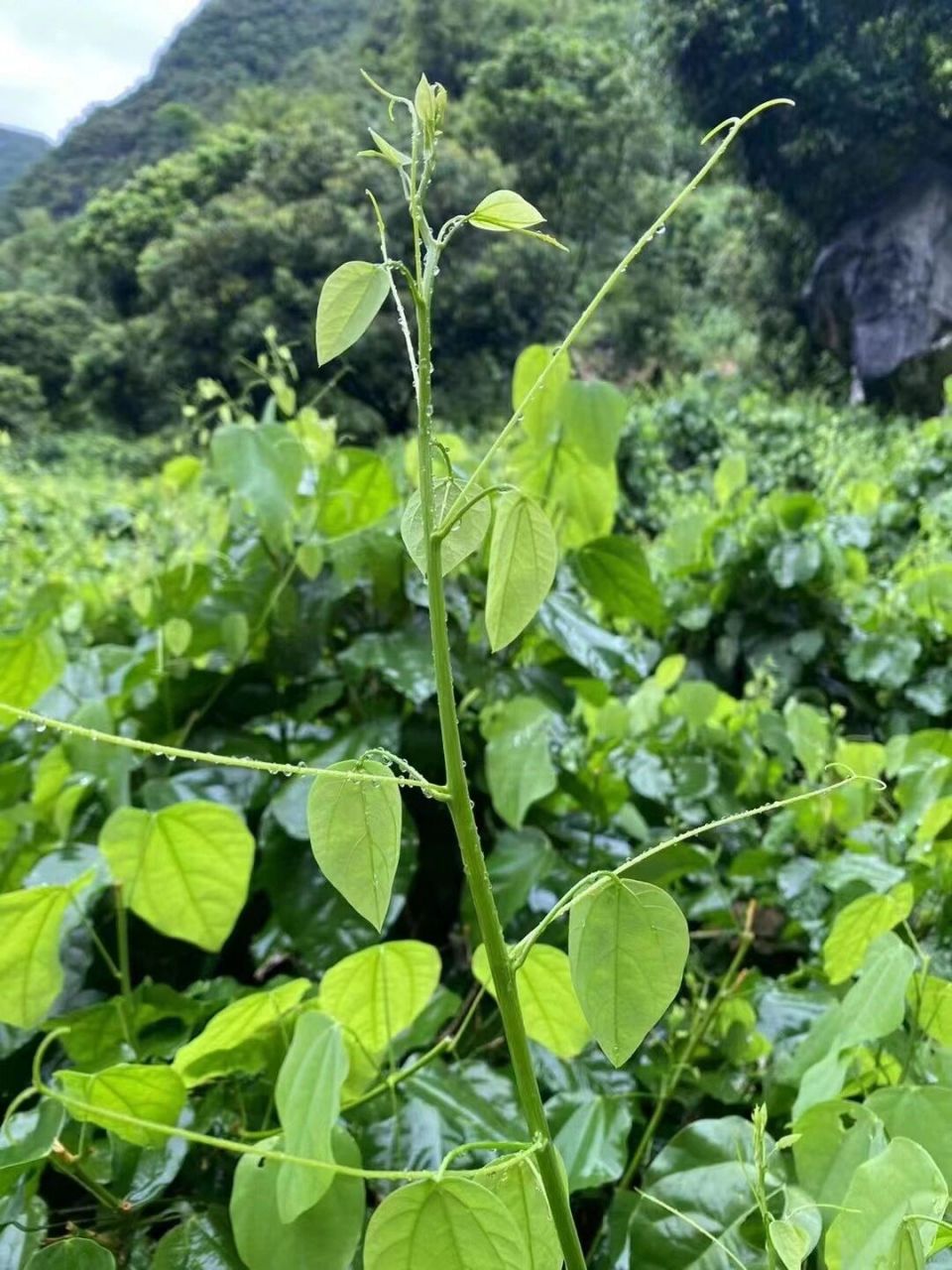 赤苍藤 神奇排毒保健野菜,姑娘菜,好东西 大山里无污染无公害~赤苍藤