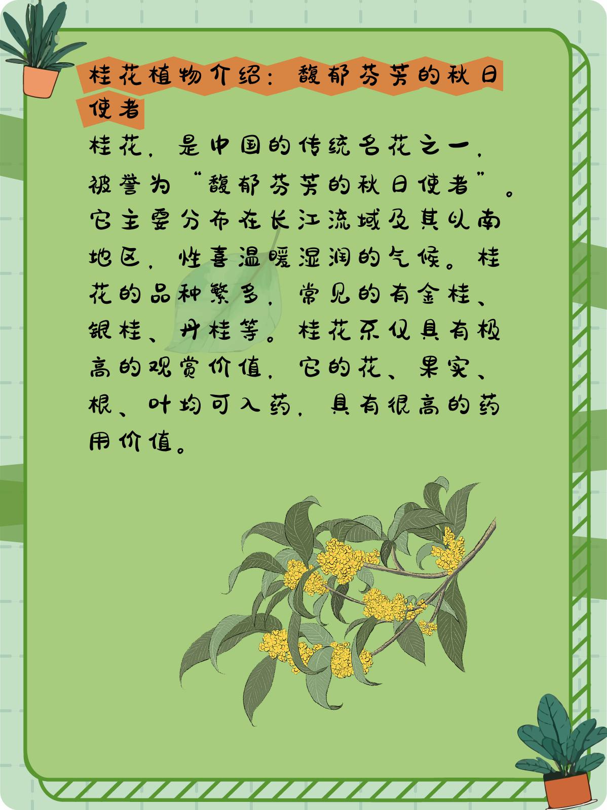 桂花植物卡片介绍