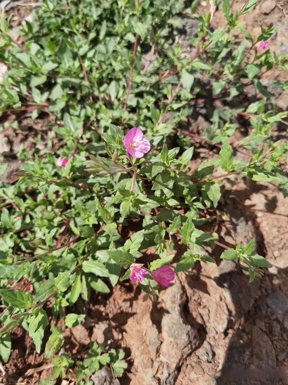 粉花月见草还是一味良