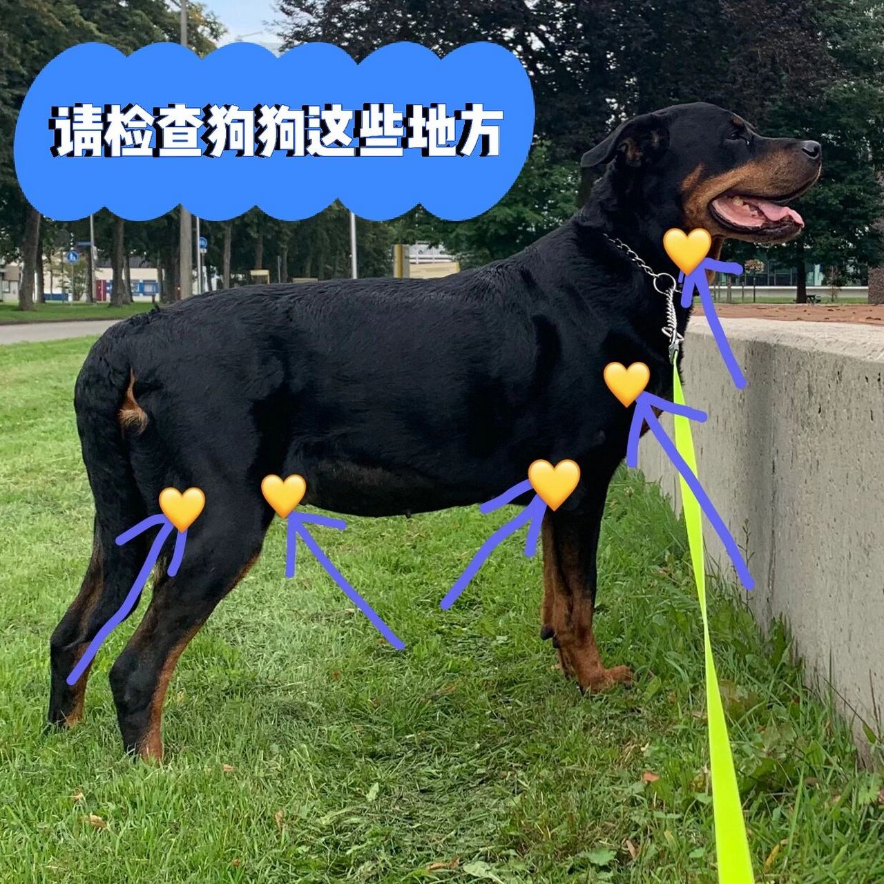 犬体表淋巴结分布图图片