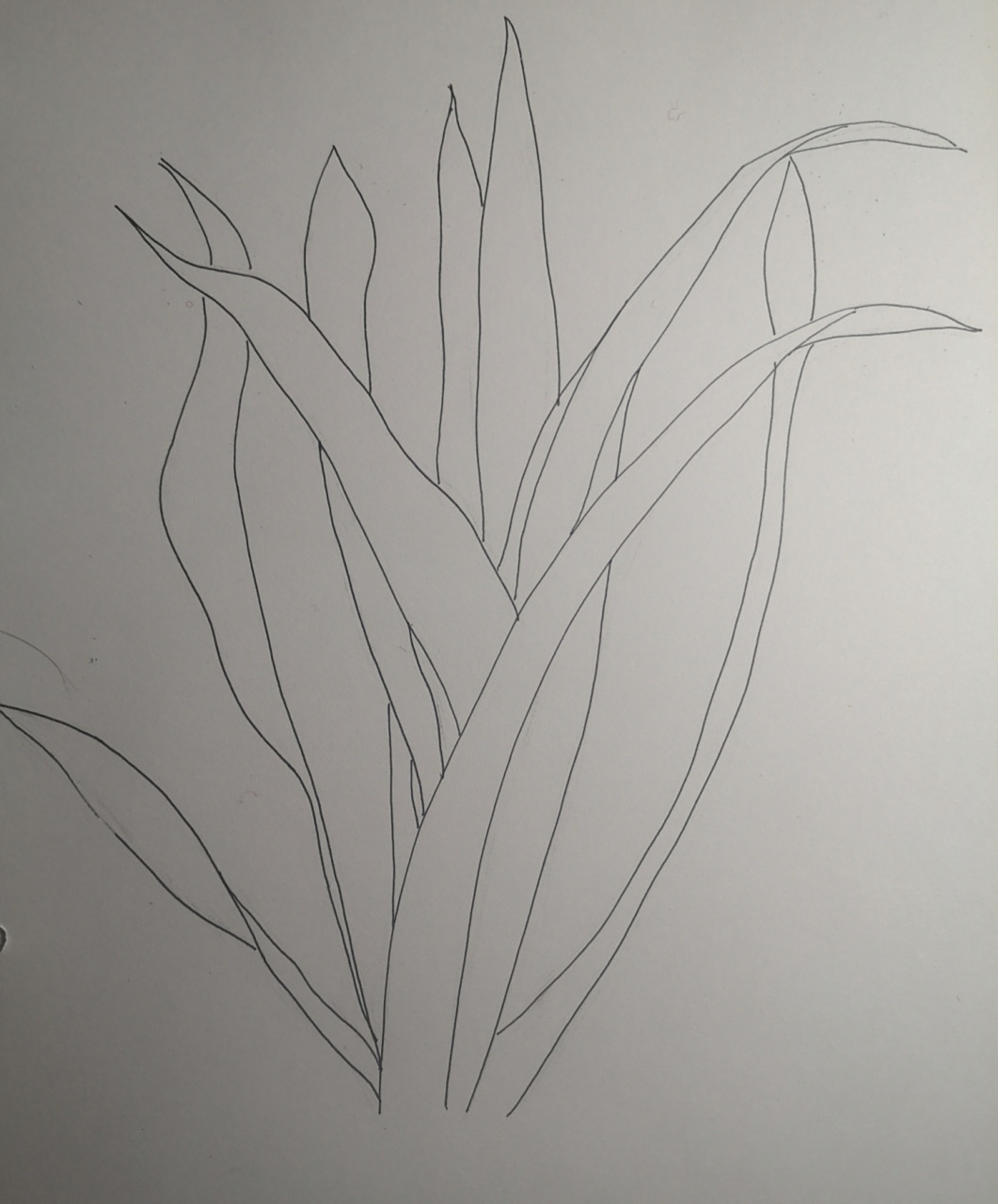 【23】临摹 黑白线描  手绘 菖蒲 事情好多,还是要尽量保证一周一更吧