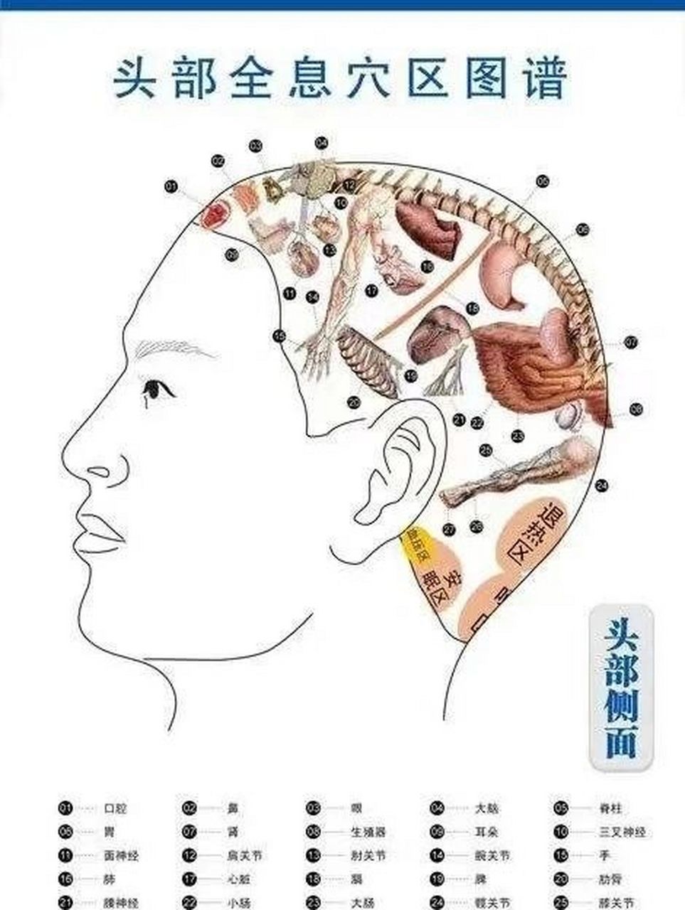 头部全息示意图