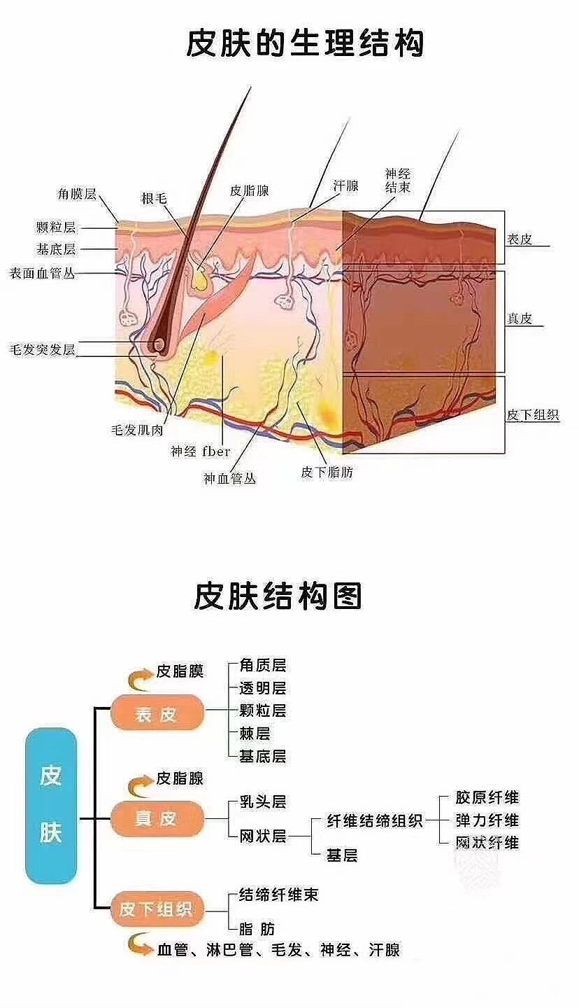 皮肤五层结构图图片