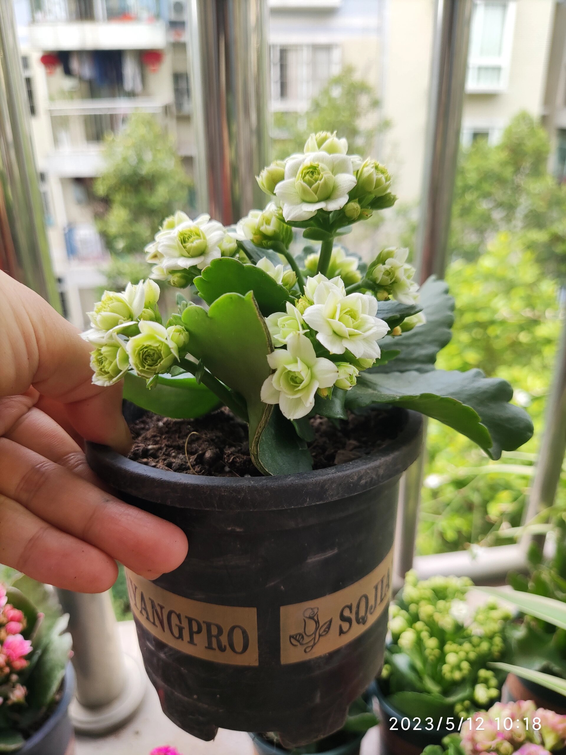 长寿花绿巴黎:独一无二的颜色