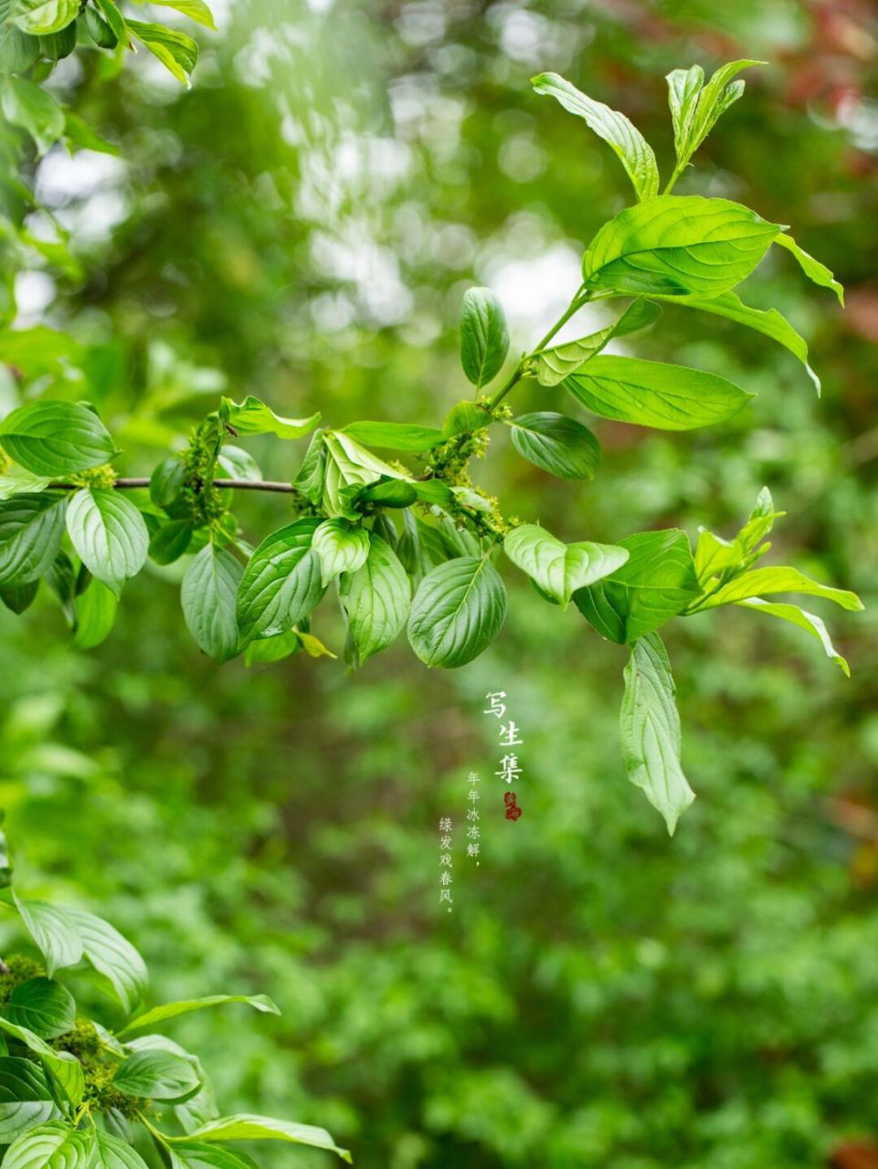 冻绿|中国绿|写生集 年年冰冻解, 绿发戏春风.