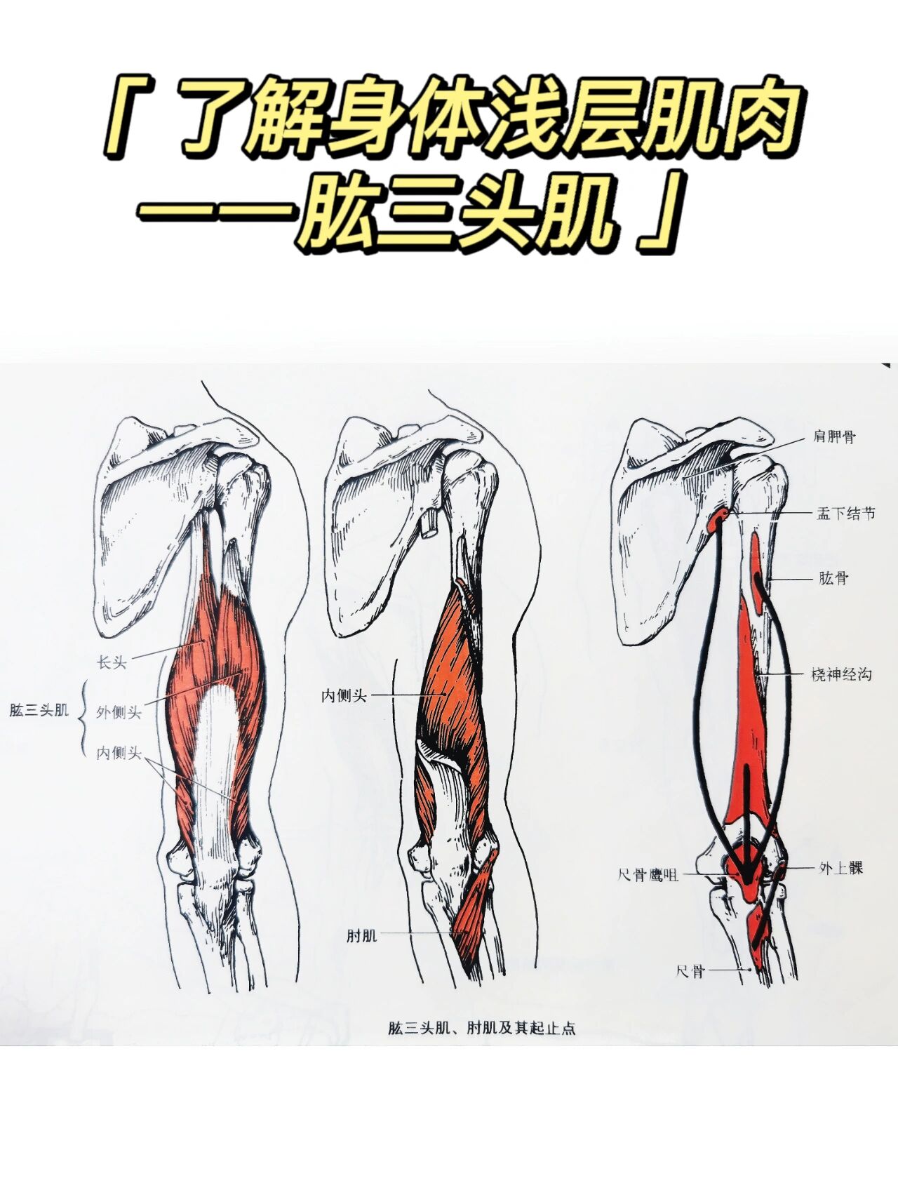 了解身体浅层肌肉—肱三头肌