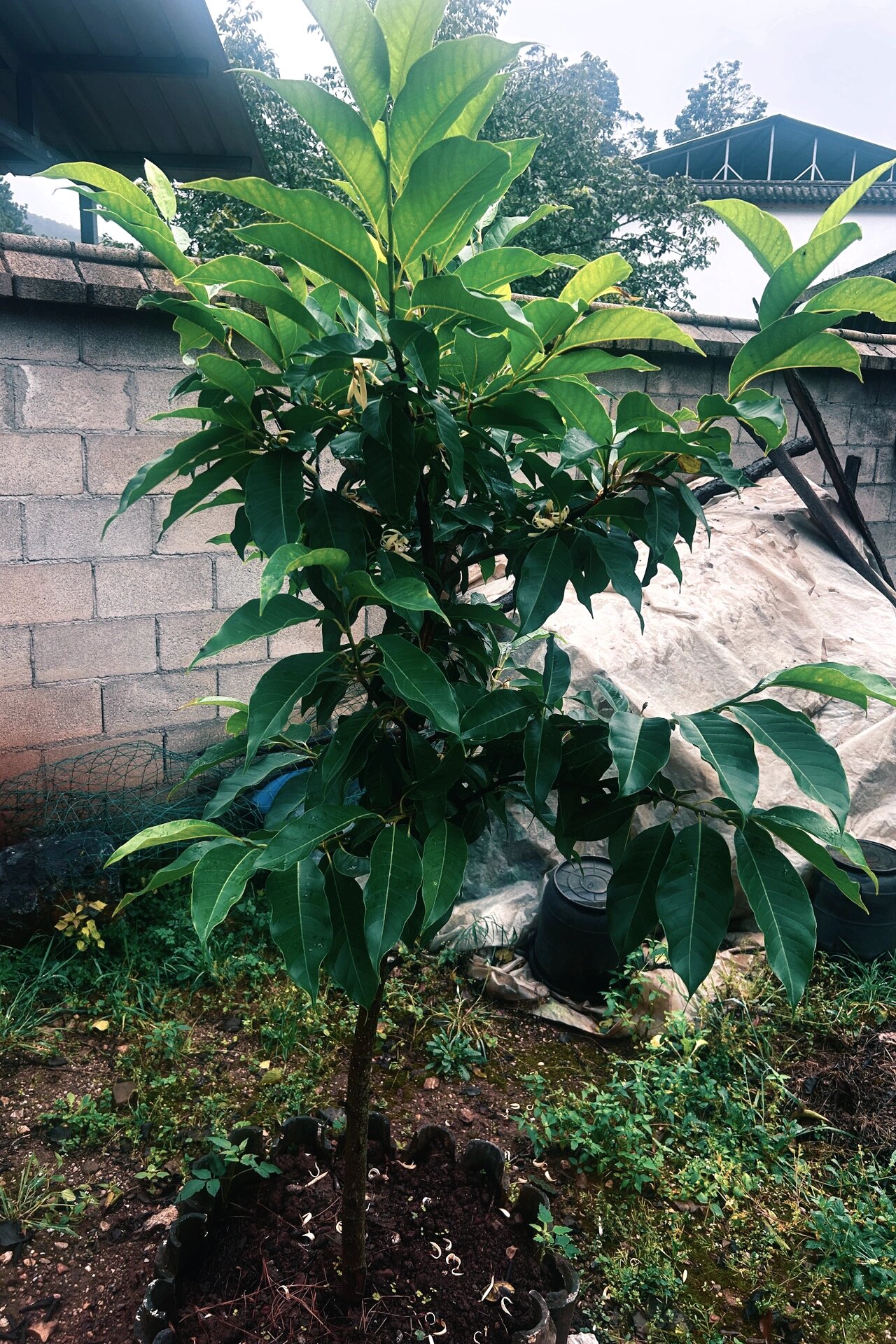 去年春天种的缅桂树开花了 去年春天去昭庆市场买的