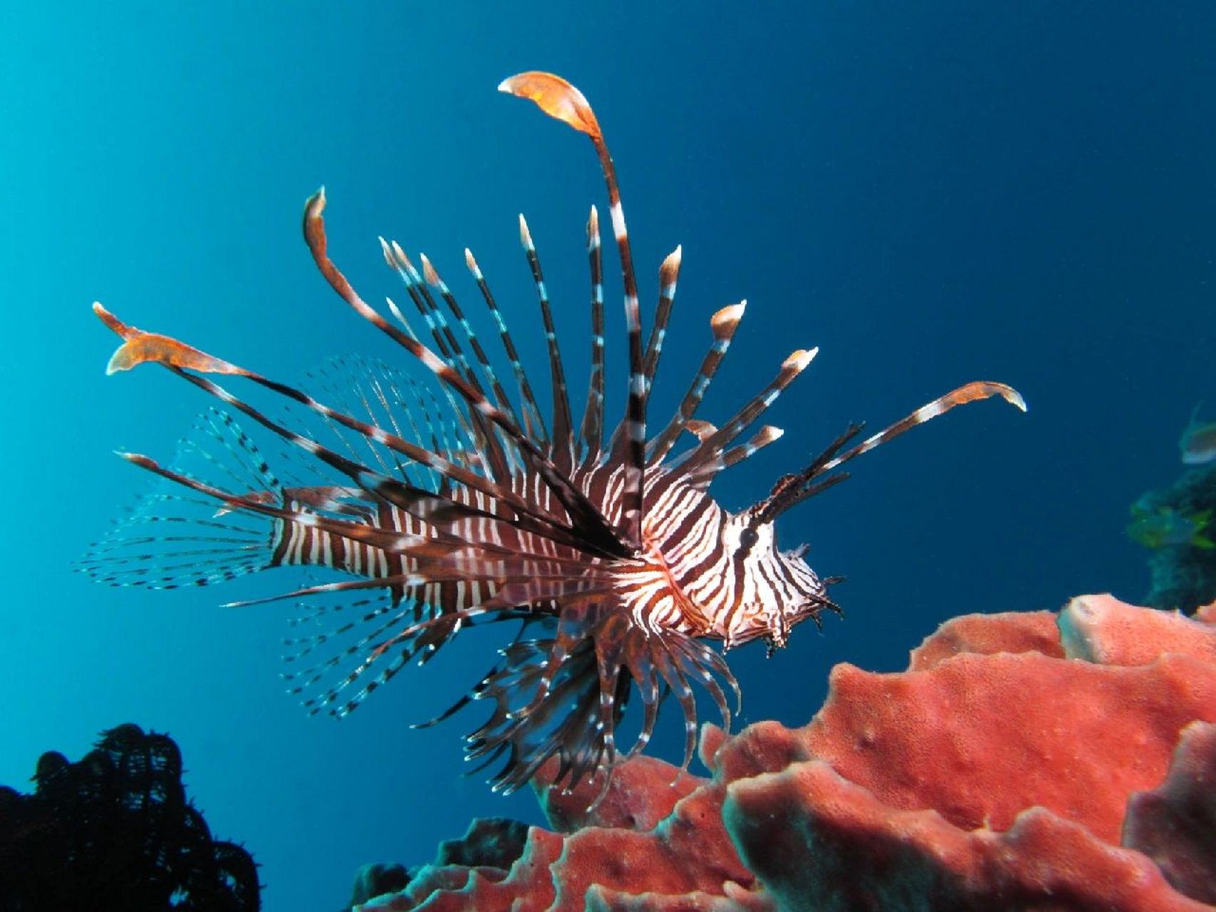 狮子鱼(蓑鲉) lionfish 学名:pterois volitans 狮子鱼又称火鸡鱼或