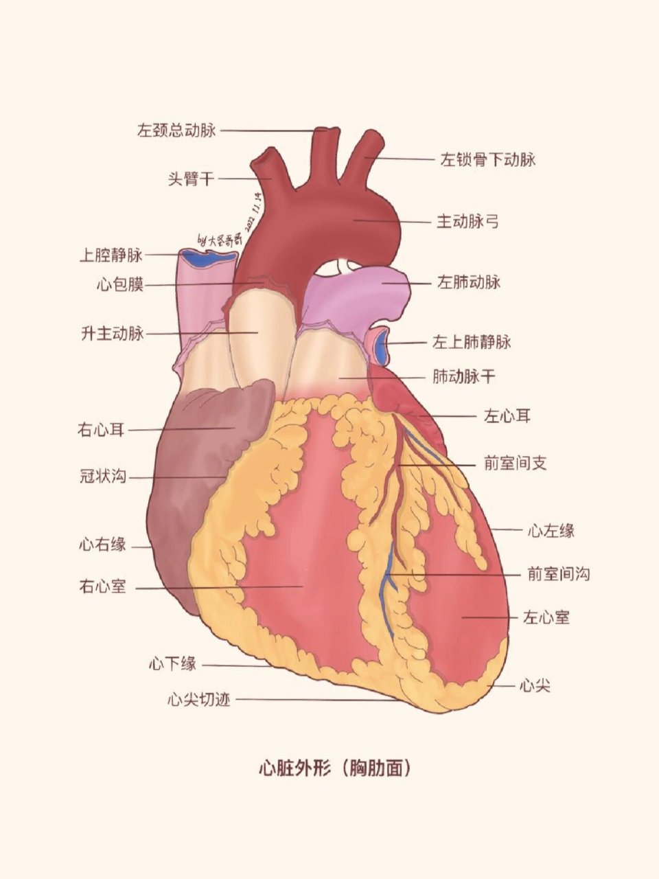 主动脉弓头臂干图片