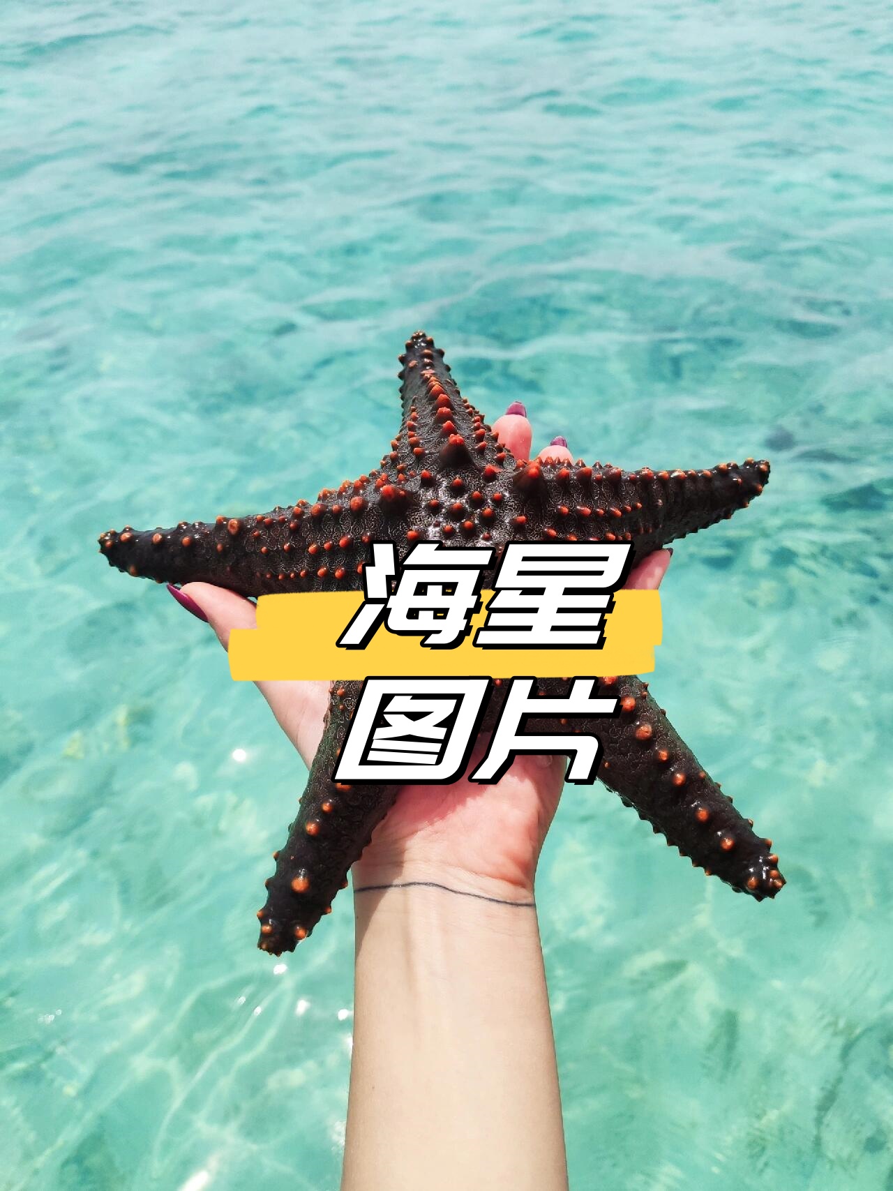 多足海星图片