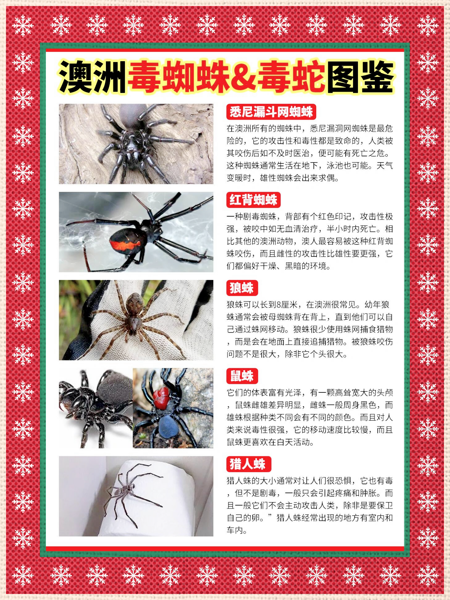 澳洲蜘蛛&毒蛇危险生物图鉴