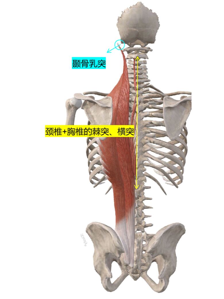 竖脊肌 腰肌劳损中易受伤的肌肉之一