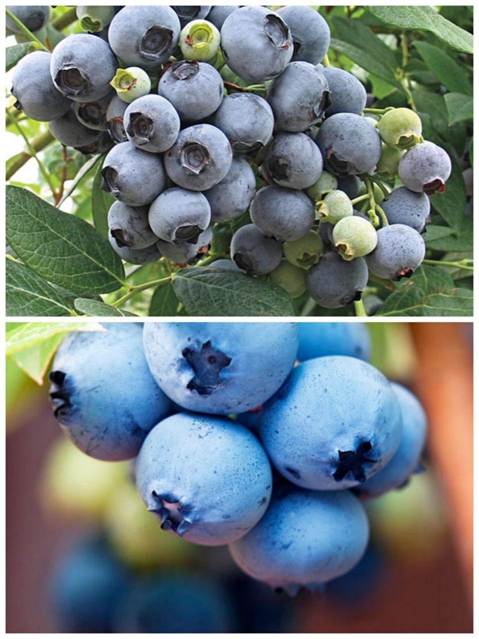 你们要的蓝莓品种名单 | 南高丛篇 上次发了盆栽蓝莓,没想到大家这么