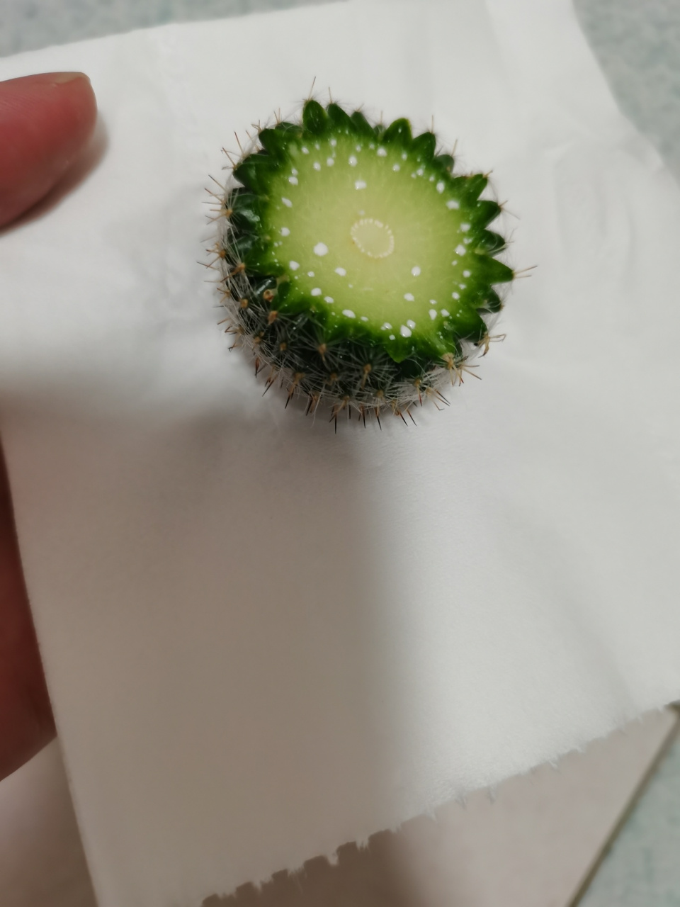 根部坏了切掉之后怎么养活 里有没有大神帮我看看,我的仙人球烂根了