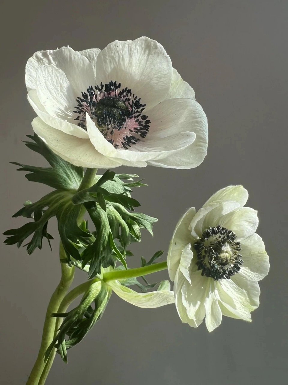 每日一花- 银莲花07 银莲花别名华北银莲花,毛蕊银莲花,是毛茛科