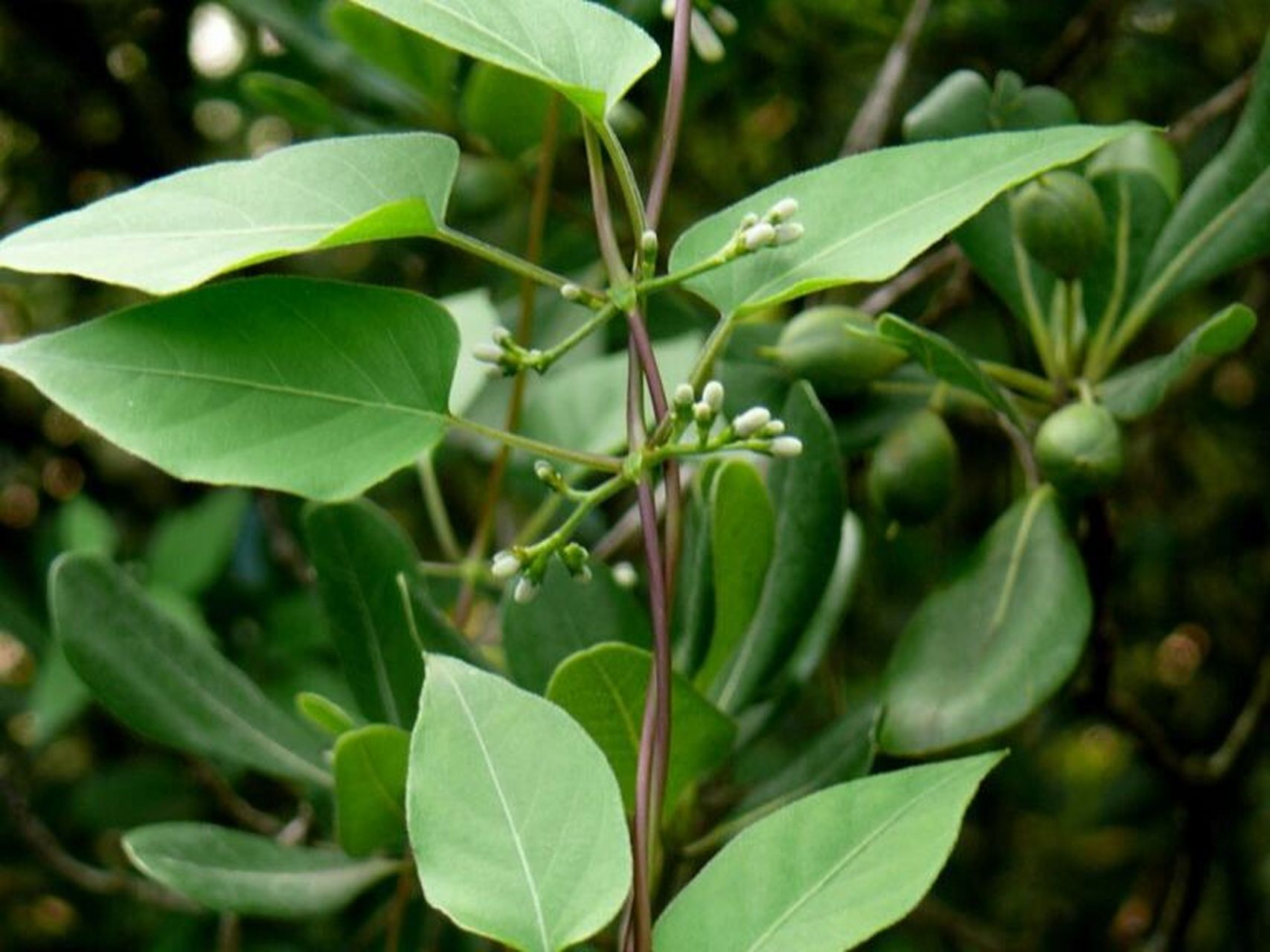 茜草显微鉴别图片图片