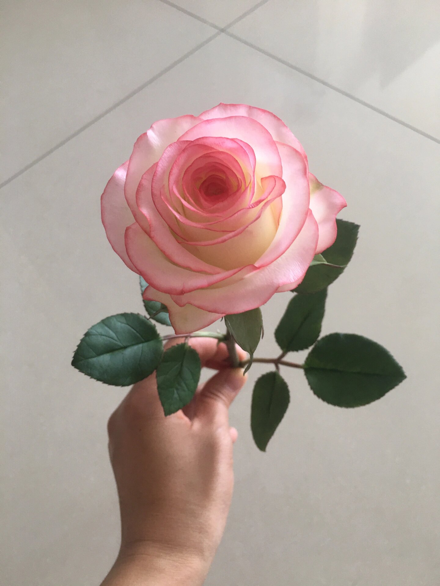 粘土艾莎玫瑰,手工粘土玫瑰花