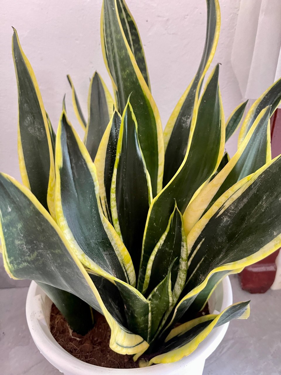 霸王91虎皮兰91 还得是绿植好养