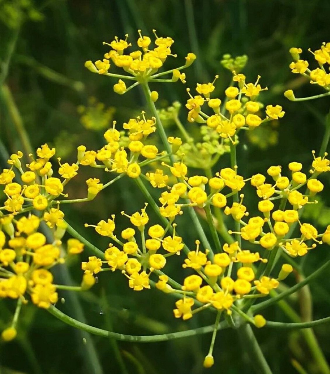 每日一花 46| 茴香 foeniculum vulgare 61茴香,也被称为甜茴香,汉