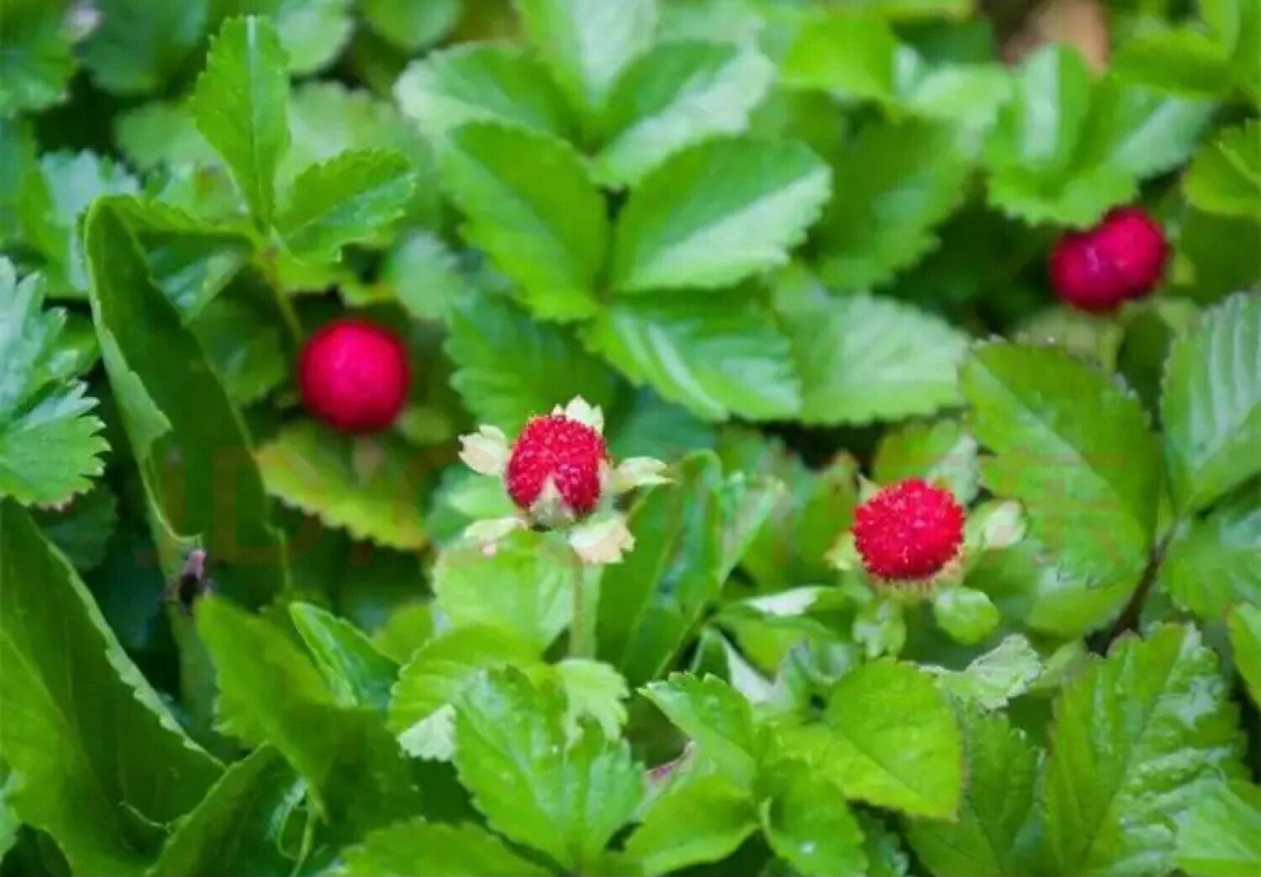 药用价值:有清热解毒,活血散瘀,收敛止血作用,又能治毒蛇咬伤