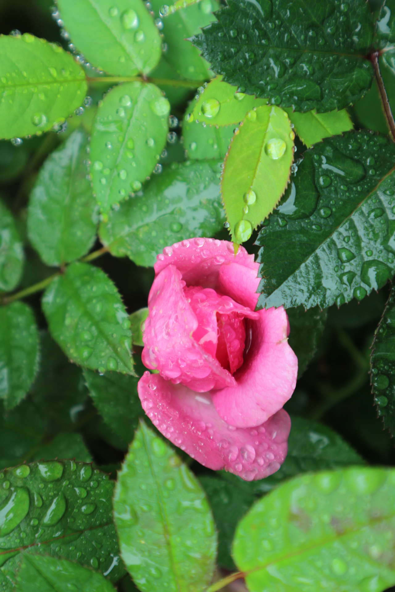 雨中花