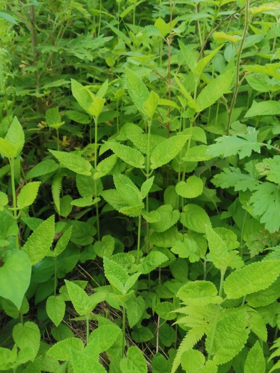 地牯牛 这种野菜大家吃过没有呢?