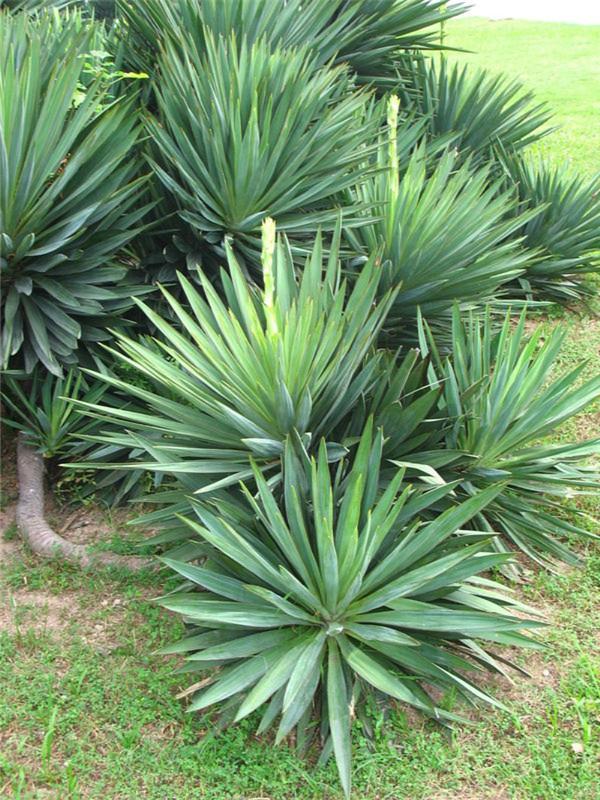 凤尾兰,是一种常绿灌木的植物.它适应性强,耐水湿