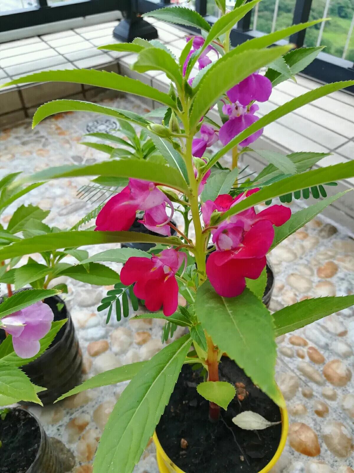 每天认识一种花之凤仙花 凤仙花,凤仙花科凤仙花属的一年生草本植物.