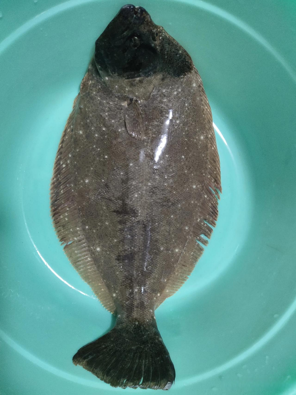 大家看这个"鸦片鱼"怎么样?