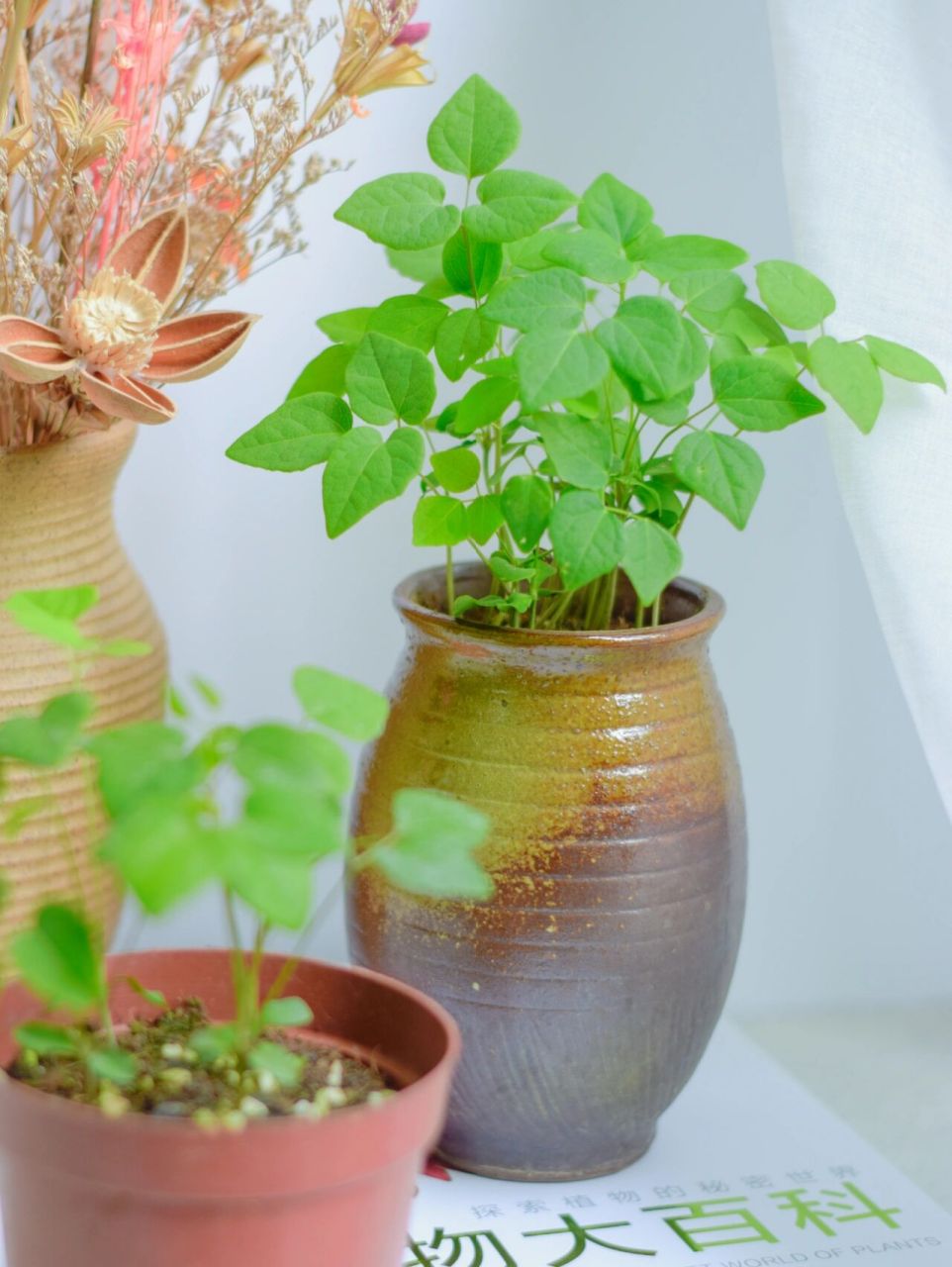 保持对种植的热爱,八月瓜盆栽种植 八月瓜又名八月炸,是常青木质藤本