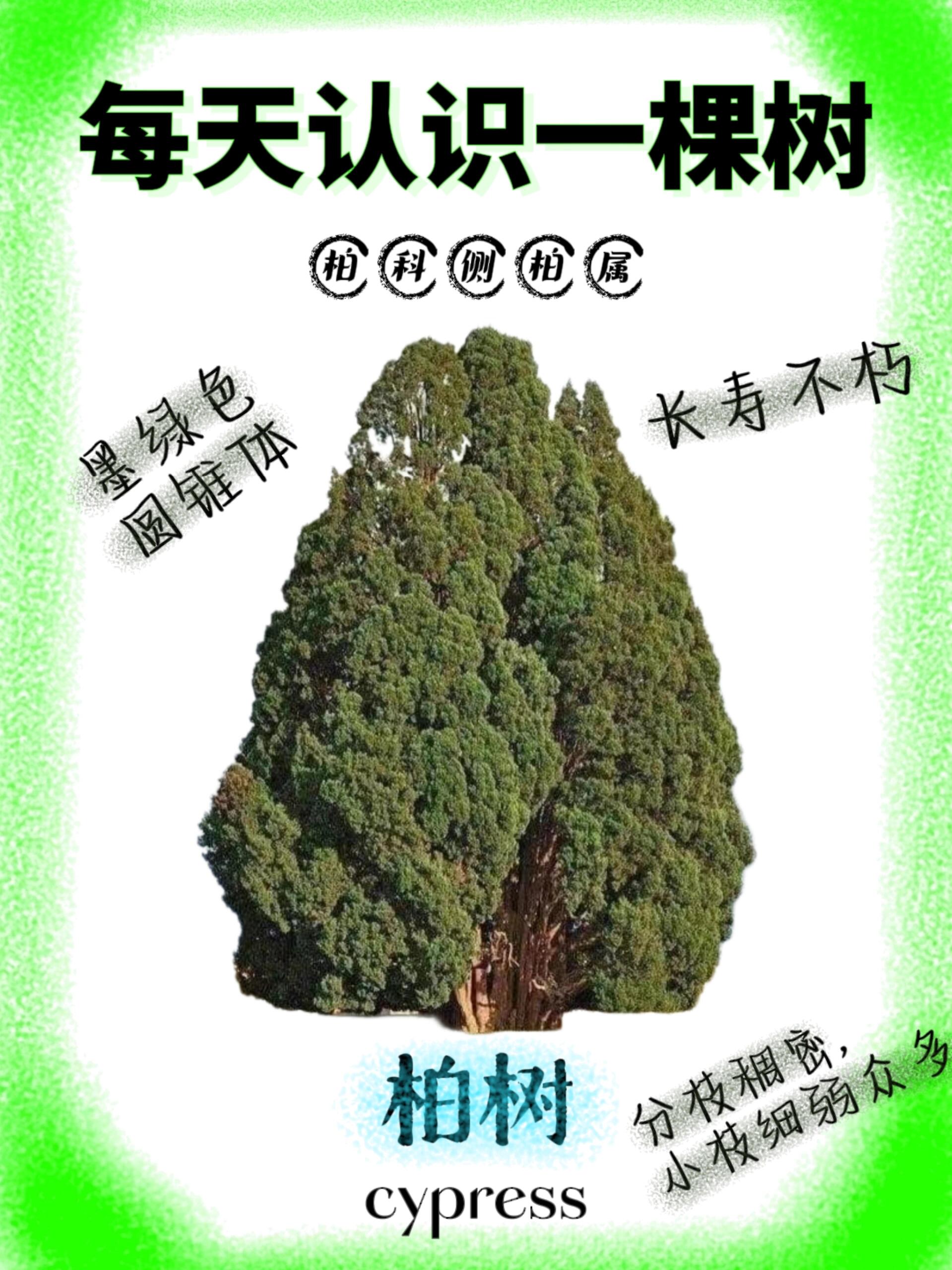 柏树品种大全大图名字图片