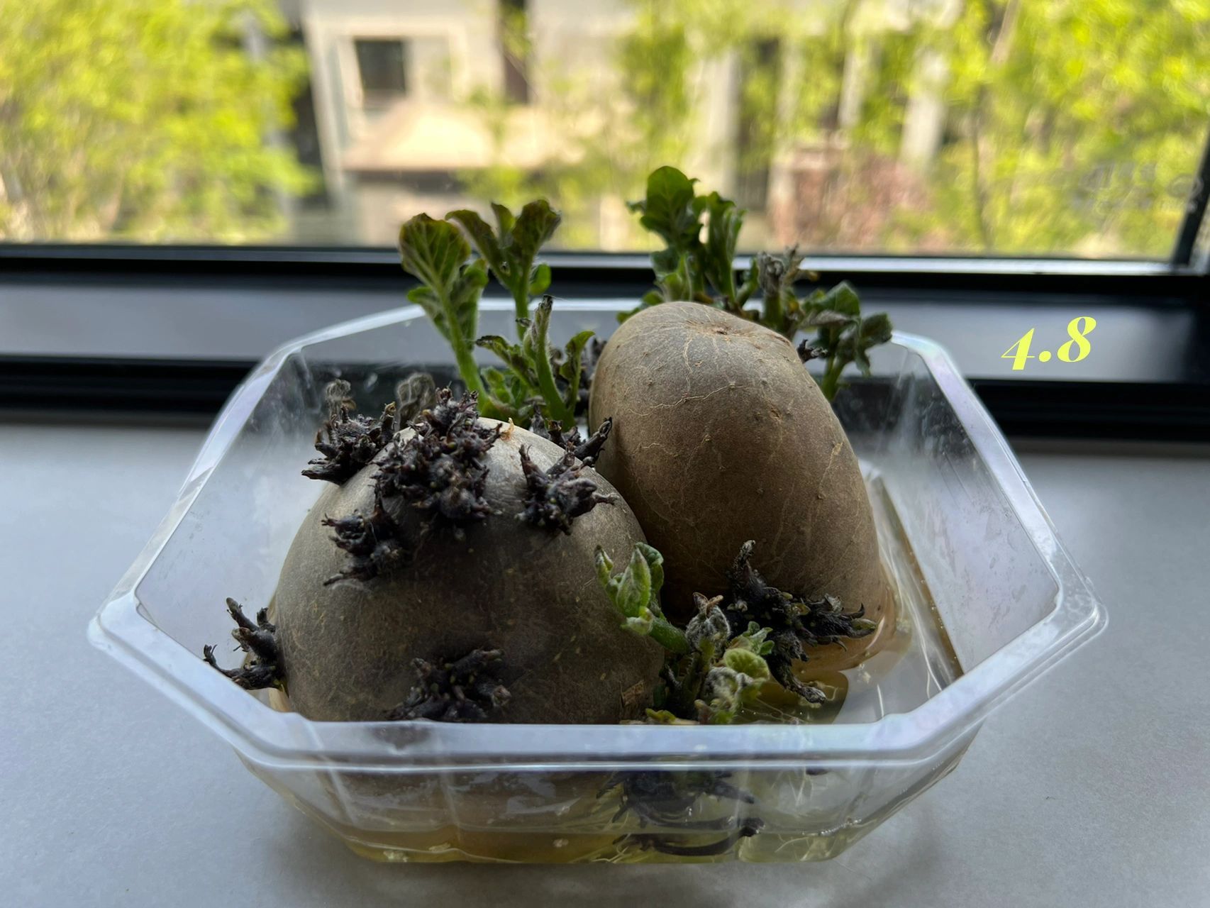 水培土豆08 水培土豆24天了,感觉发育有点慢啊小区的树都从枯枝长出